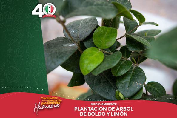 MEDIO AMBIENTE CSO 2024 min